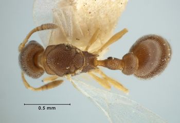 Media type: image;   Entomology 22887 Aspect: habitus dorsal view